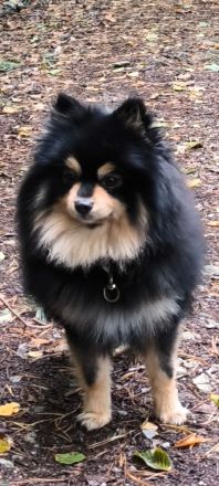 Wunderschöne Pomeranian Zwergspitz Welpen