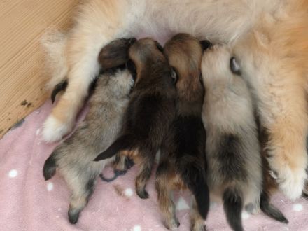 Wunderschöne Pomeranian Zwergspitz Welpen