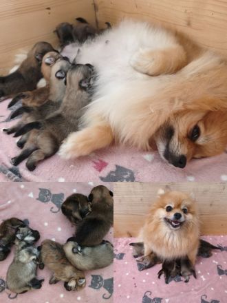 Wunderschöne Pomeranian Zwergspitz Welpen