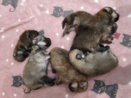 Wunderschöne Pomeranian Zwergspitz Welpen