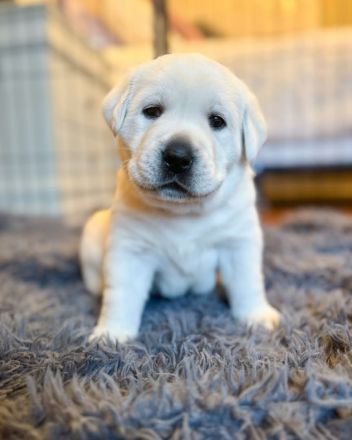 Labrador