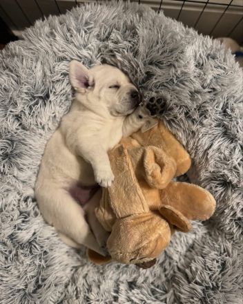 Labrador