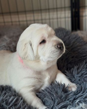Labrador