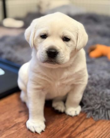 Labrador