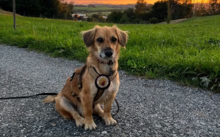 Livvy sucht ein ruhiges Zuhause