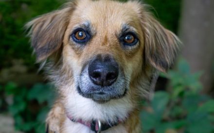 Livvy sucht ein ruhiges Zuhause