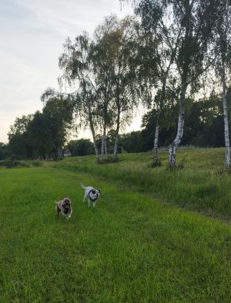 Wurfankündigung