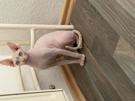 Sphynx Katze