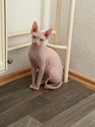 Sphynx Katze