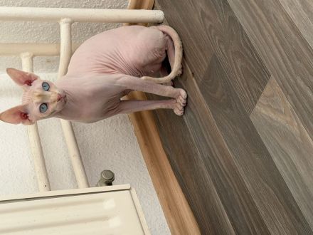 Sphynx Katze
