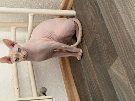 Sphynx Katze