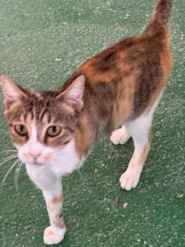 Opra, Handicat