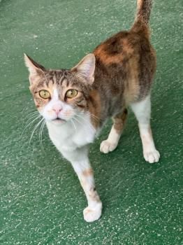 Opra, Handicat