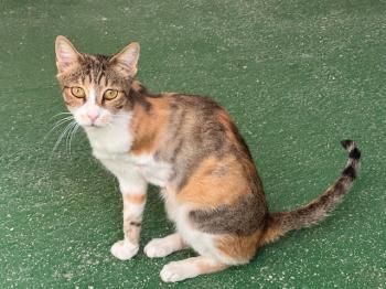 Opra, Handicat