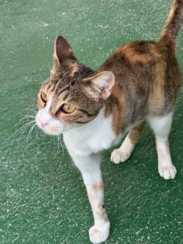 Opra, Handicat