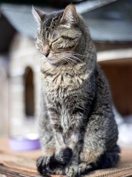 Zoe, Einzelprinzessin