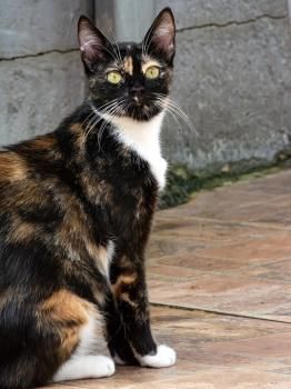 Mambi