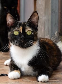 Mambi