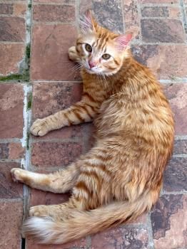 George, Einzelprinz