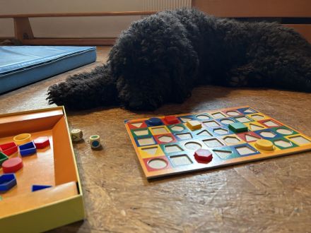 50% irischerwolfshund / 50% Grosspudel, Hammermische, 20% Therapeutenrabatt