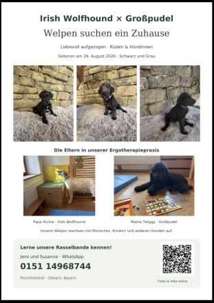 50% irischerwolfshund / 50% Grosspudel, Hammermische, 20% Therapeutenrabatt