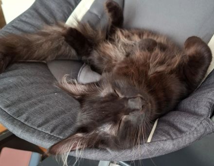 Sibirische Waldkatze Kater schwarz braun männlich
