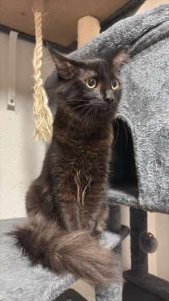 Sibirische Waldkatze Kater schwarz braun männlich