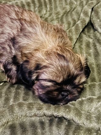 Shih Tzu Welpen suchen zuhause