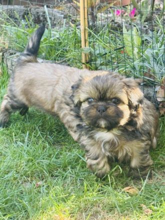 Shih Tzu Welpen suchen zuhause