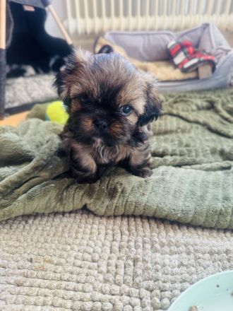 Shih Tzu Welpen suchen zuhause