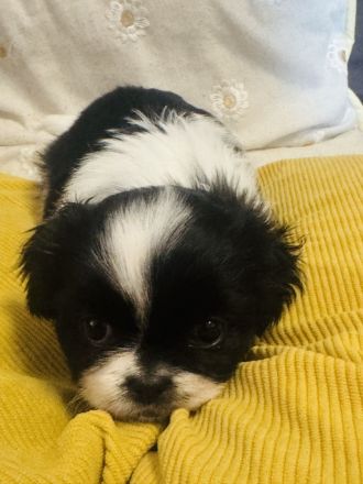 Shih Tzu Welpen suchen zuhause