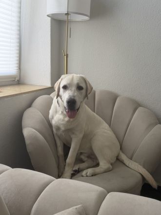 Labrador