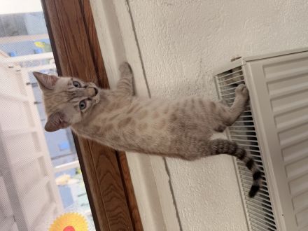 Bengal kitten