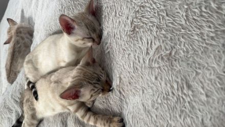 Bengal kitten
