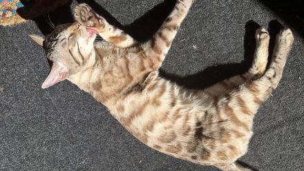 Bengal kitten