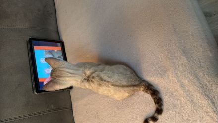 Bengal kitten