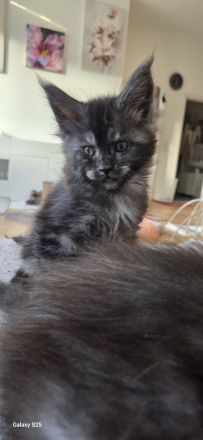 Maine Coon Kitten