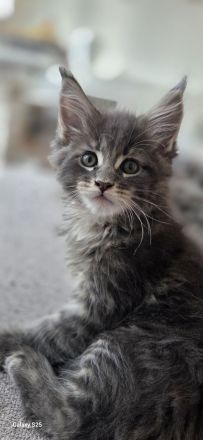 Maine Coon Kitten