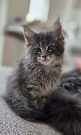 Maine Coon Kitten