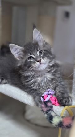 Maine Coon Kitten