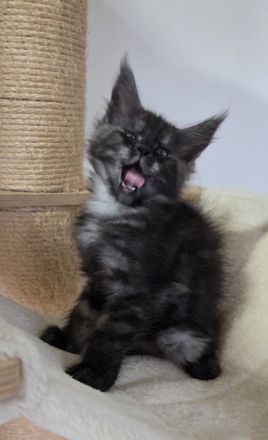 Maine Coon Kitten
