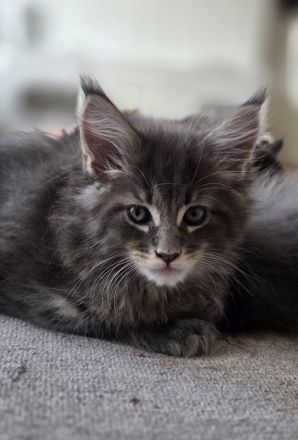 Maine Coon Kitten