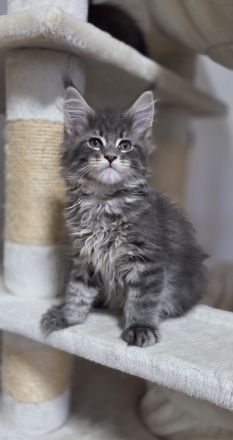 Maine Coon Kitten