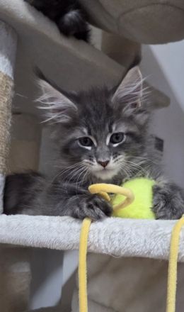 Maine Coon Kitten