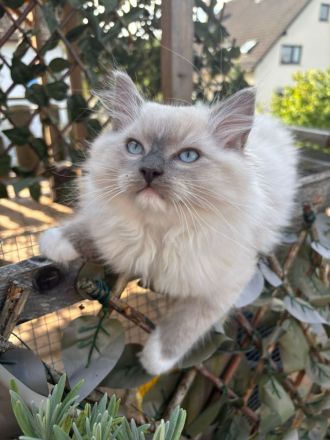 Ragdoll Kitten Kater sucht seine Menschen