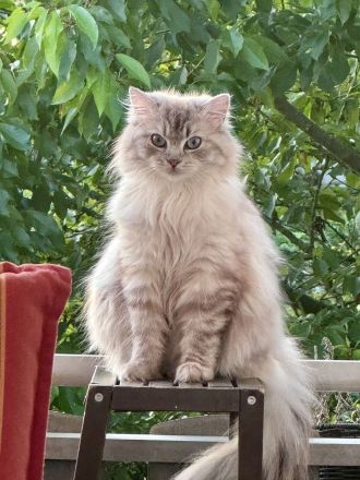 Ragdoll Kitten Kater sucht seine Menschen