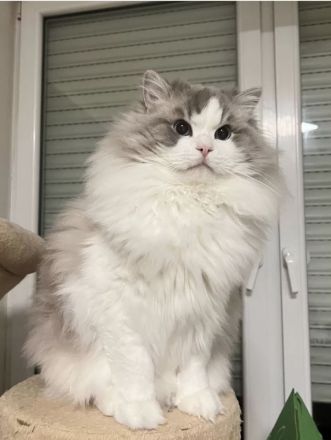 Ragdoll Kitten Kater sucht seine Menschen