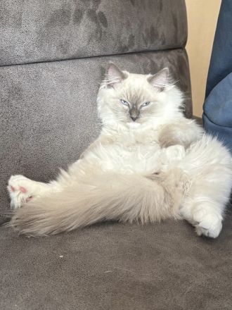Ragdoll Kitten Kater sucht seine Menschen