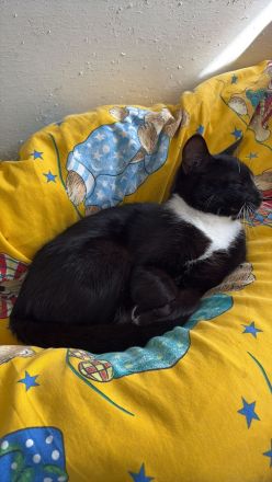 Kater schwarz weiß 6 Monate Europäisch Kurzhaar Hauskater