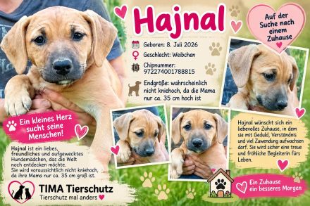 4 Hundewelpen suchen ein Zuhaus